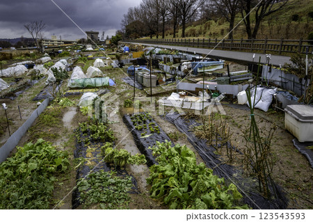 Vegetable grower's allotment, Kanazawa, Japan 123543593