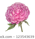 Colorful Pencil Drawing Of Pink Peony Flower 123543639
