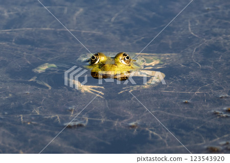 Portrait of a frog Portrait of a frog 123543920