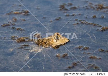 Portrait of a frog 123543921