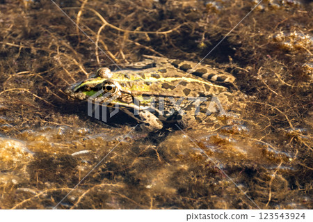 Portrait of a frog 123543924