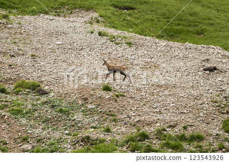 Chamois in the Karwendel Mountains in Austria 123543926