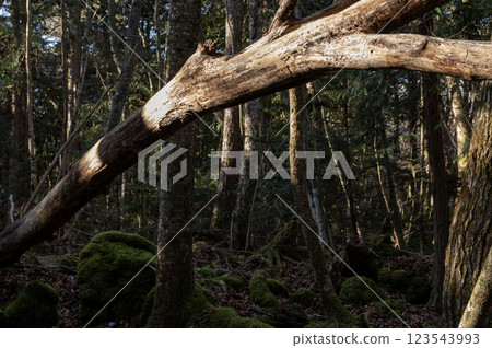 Moss-covered fallen trees in Aokigahara Jukai 123543993