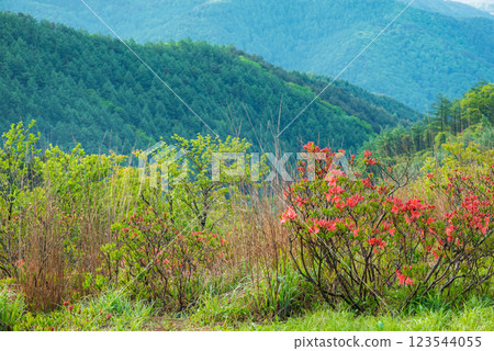 高原上溫柔綻放的蓮華杜鵑花【高木崎高原】 123544055