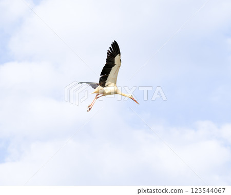 White stork, Ciconia ciconia, soars through the sky with its wings spread wide. Its black and white feathers contrast against clouds as it glides gracefully in flight. The storks are coming home. 123544067