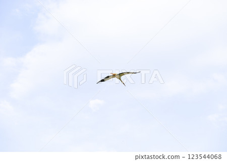 A lone white stork, Ciconia ciconia, flies high against a vast, pale blue sky. With fully extended wings, it moves effortlessly through the air. The storks are coming home. 123544068