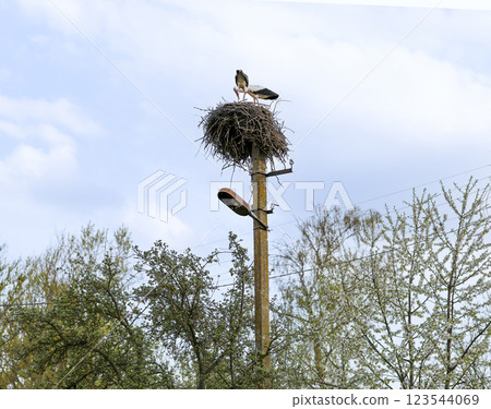 White stork, Ciconia ciconia, stands atop its large nest on a utility pole, surrounded by trees and spring foliage. The nest is made of twigs. Storks are coming home. Bird watching. 123544069
