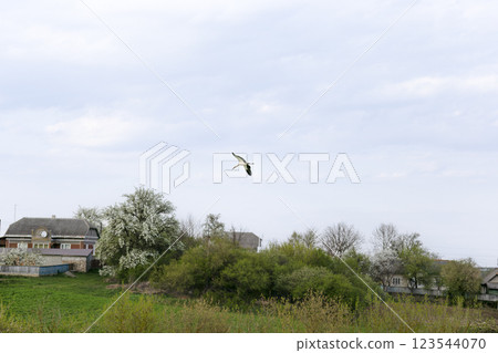 White stork, Ciconia ciconia, soars over a rural landscape with houses and blooming trees. Its wings are fully spread as it glides through the open sky. Bird migration. The stork is coming home. 123544070