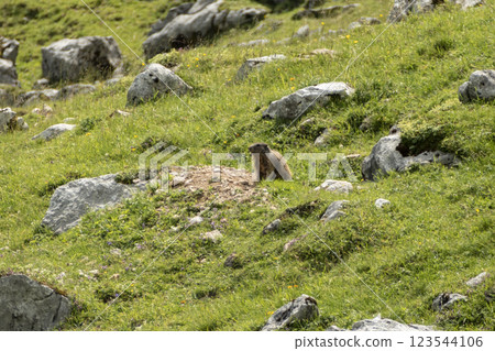 Alpine marmot (Marmota marmota) in high mountains, Karwendel Mountains in Austria 123544106