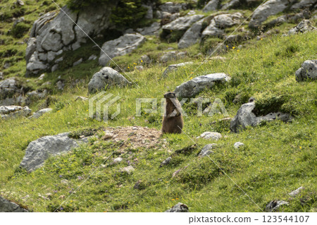 Alpine marmot (Marmota marmota) in high mountains, Karwendel Mountains in Austria Alpine marmot (Marmota marmota) in high mountains, Karwendel Mountains in Austria 123544107