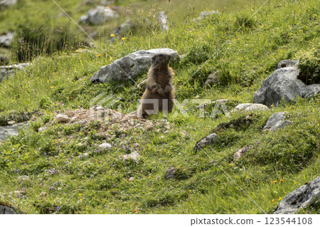 Alpine marmot (Marmota marmota) in high mountains, Karwendel Mountains in Austria Alpine marmot (Marmota marmota) in high mountains, Karwendel Mountains in Austria 123544108