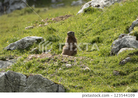 Alpine marmot (Marmota marmota) in high mountains, Karwendel Mountains in Austria Alpine marmot (Marmota marmota) in high mountains, Karwendel Mountains in Austria 123544109