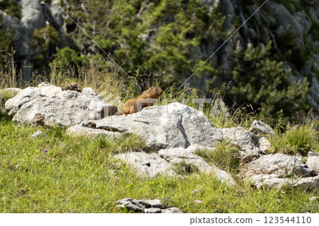 Alpine marmot (Marmota marmota) in high mountains, Karwendel Mountains in Austria Alpine marmot (Marmota marmota) in high mountains, Karwendel Mountains in Austria 123544110