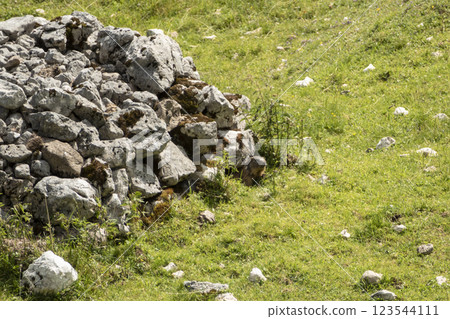 Alpine marmot (Marmota marmota) in high mountains, Karwendel Mountains in Austria 123544111