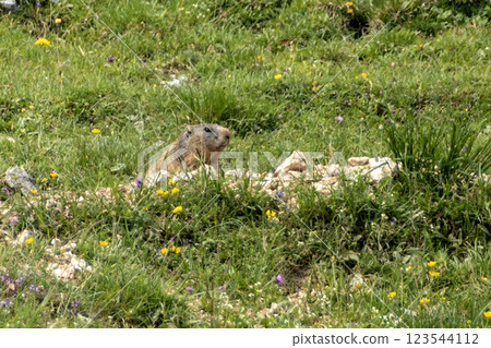 Alpine marmot (Marmota marmota) in high mountains, Karwendel Mountains in Austria 123544112