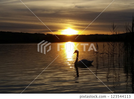 Young white swan at a lake, sunset Young white swan at a lake, sunset 123544113