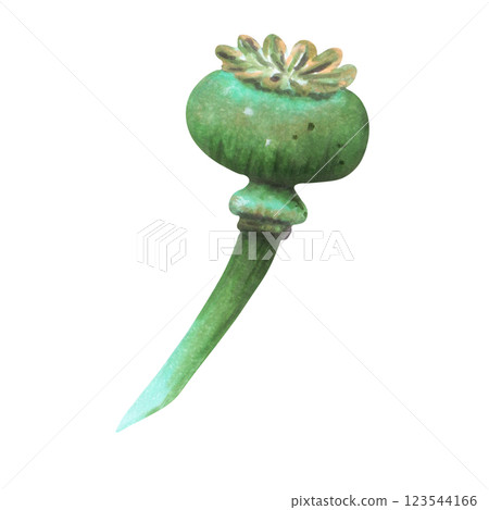 Poppy pod. Watercolor, marker illustration. Poppy day. Hand drawn isolated art. Drawing of botanical herbaceous plant. Symbol of remembrance, nature, tradition, anzac, vintage decor, natural health. Poppy pod. Watercolor, marker illustration. Poppy day. Hand drawn isolated art. Drawing of botanical herbaceous plant. Symbol of remembrance, nature, tradition, anzac, vintage decor, natural health. 123544166