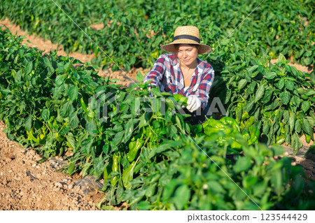 Positive woman harvesting green pepper Positive woman harvesting green pepper 123544429