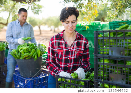 Positive woman stockpiling crates of ripe green bell peppers in backyard of farm Positive woman stockpiling crates of ripe green bell peppers in backyard of farm 123544432