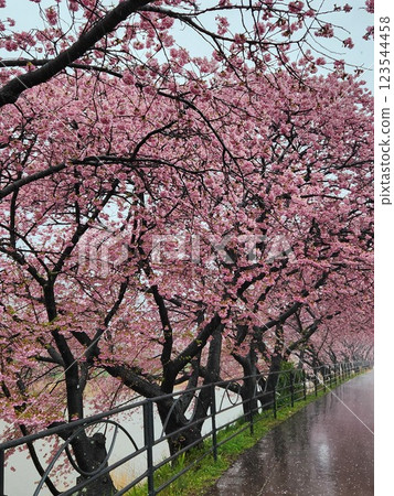 Kawazu cherry blossoms (in full bloom) vertical 123544458