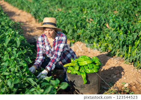 Female farmer puts bell peppers in basket for sale in market Female farmer puts bell peppers in basket for sale in market 123544523