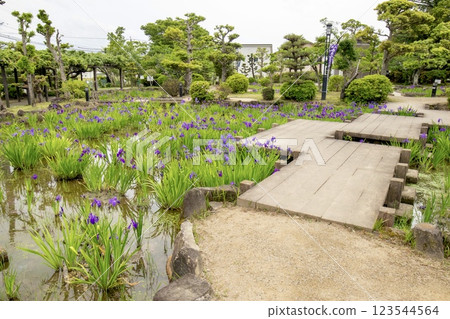 Iris flowers in full bloom at Yatsuhashi Iris Garden in Chiryu City 123544564