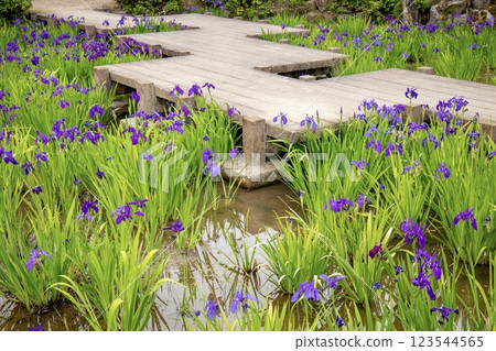 知立市八橋菖蒲園菖蒲盛開 123544565