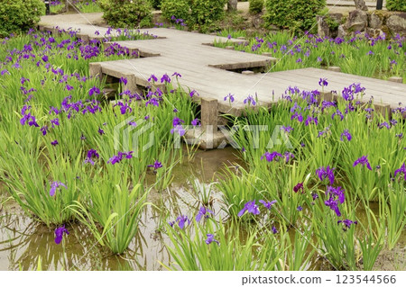 知立市八橋菖蒲園菖蒲盛開 123544566