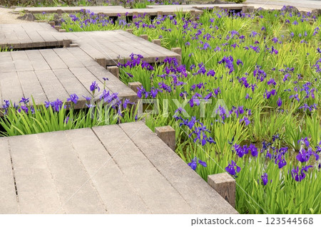 Iris flowers in full bloom at Yatsuhashi Iris Garden in Chiryu City 123544568