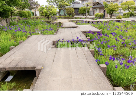 知立市八橋菖蒲園菖蒲盛開 123544569