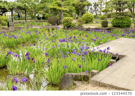 知立市八橋菖蒲園菖蒲盛開 123544570