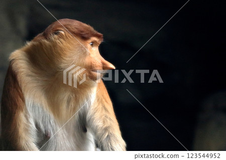 Profile of a female proboscis monkey 123544952