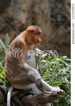 坐著的雌性長鼻猴的肖像 123544953