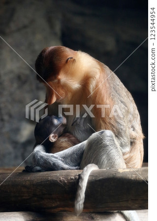 Proboscis Monkey mother holding her baby Proboscis Monkey mother holding her baby 123544954