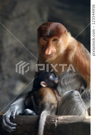 Female proboscis monkey looking at camera while breastfeeding Female proboscis monkey looking at camera while breastfeeding 123544956