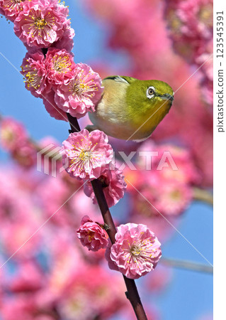 盛開的紅梅花上的繡眼鳥（春天盛開的圖像）（溫馨的圖像） 123545391