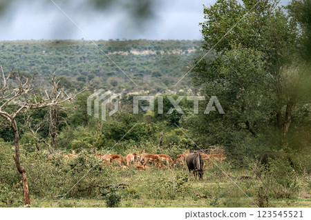 One wildebeest and group of impalas graze in a shrub savannah 123545521