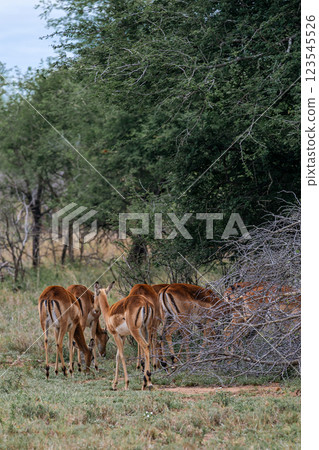 Group of female impalas graze in a shrub savannah 123545526