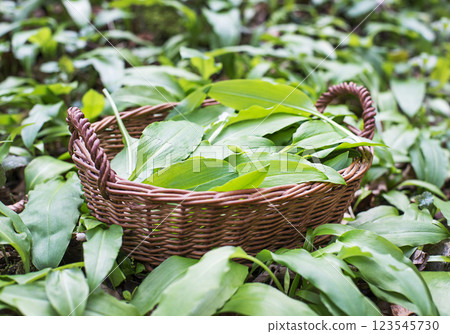 Wild garlic ramson 123545730