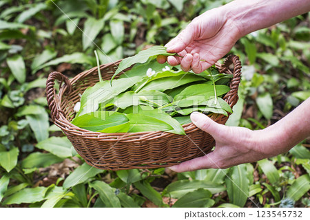 Wild garlic ramson 123545732