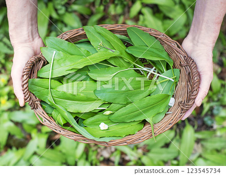 Wild garlic ramson Wild garlic ramson 123545734