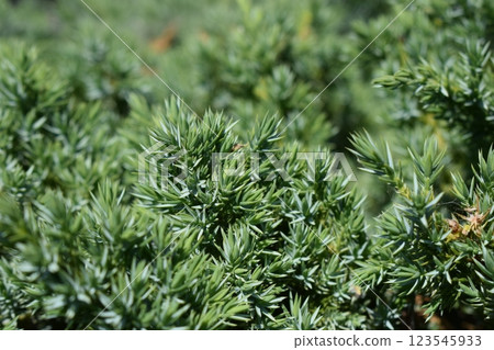 Close-Up of Dense Green Juniper Foliage Close-Up of Dense Green Juniper Foliage 123545933