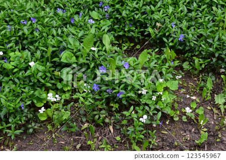 A dense vegetation cover covering the ground. Blue and White Blooms Amidst Lush Greenery A dense vegetation cover covering the ground. Blue and White Blooms Amidst Lush Greenery 123545967