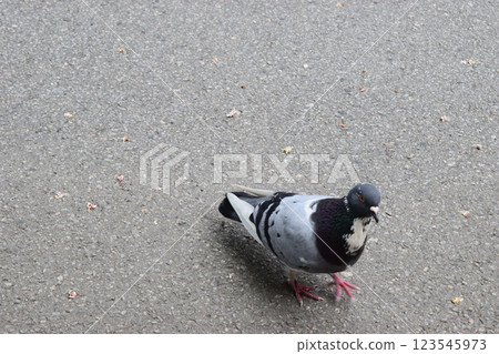 A pigeon is standing on a textured gray pavement. 123545973