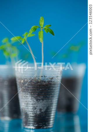 Young tomato sprouts in a plastic cup with soil Young tomato sprouts in a plastic cup with soil 123546003