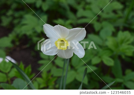 A single white daffodil flower with a yellow center, set against a backdrop of blurred green foliage. A single white daffodil flower with a yellow center, set against a backdrop of blurred green foliage. 123546035