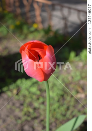 Vibrant Red Tulip Against Soft Background 123546037