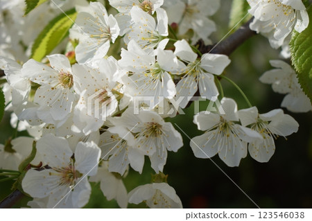Serenity in Bloom: White Blossoms and Greenery 123546038