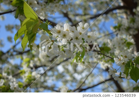 Delicate Cherry Blossoms: A Springtime Serenade Delicate Cherry Blossoms: A Springtime Serenade 123546039