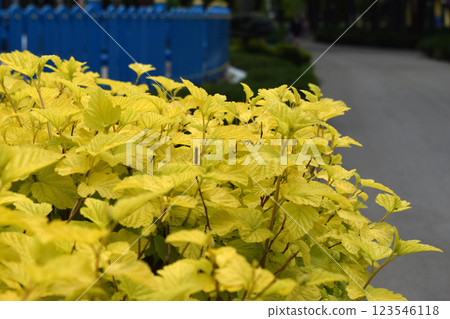 Bright Yellow Foliage with Faded Blue Fence Bright Yellow Foliage with Faded Blue Fence 123546118